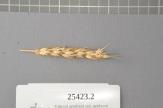 Click for 1 image(s) for this accession. Spike